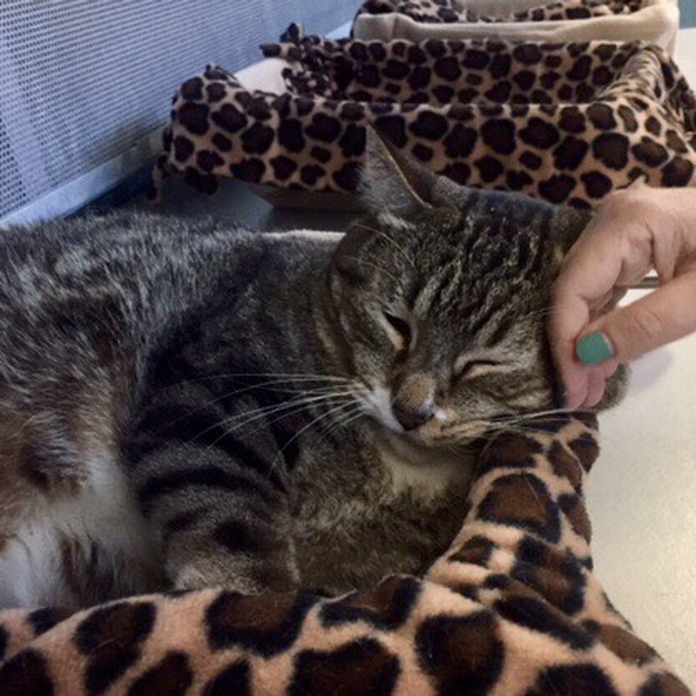 Cat Depot - Cat depot love. - Animal Shelters Near Me - Sarasota, Florida Cat Depot - Cat depot love. - Animal Shelters Near Me - Sarasota, Florida