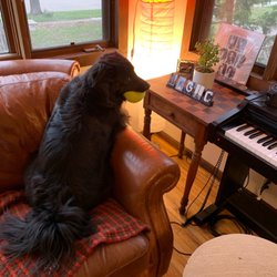 Royal Pet Grooming - Jax after a cut