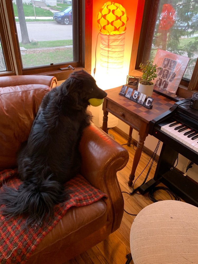 ROYAL PET GROOMING Updated September 2024 3933 W Broadway Ave