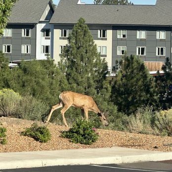 Lifty’s Bar Grill Sandbox - A deer greeted as we arrived at Lifty's. - New American Near Me - Bend, Oregon