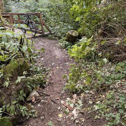 Gales Creek Campground - Foot bridges well maintained trails