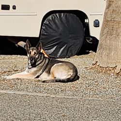 Almond Tree Oasis - You'll be missed Sadie. You were a good girl