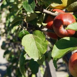 Květná zahrada - Apples  ...