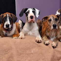 Happy Tails Dog Training & Behavior