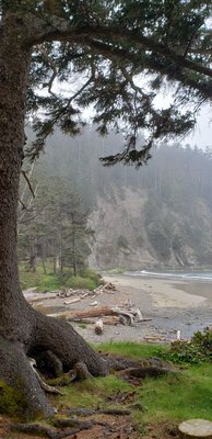 Oswald West State Park by null