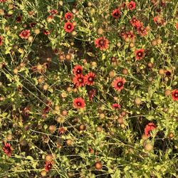 9E Ranch Cabins Lost Pines Bastrop - Wildflowers