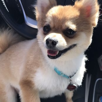 First-Col Pet Salon - Zooey after her first haircut ever! Thank you! - Pet Stores Near Me - Arcadia, California First-Col Pet Salon - Zooey after her first haircut ever! Thank you! - Pet Stores Near Me - Arcadia, California