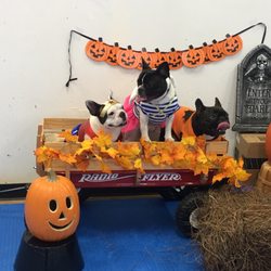 Lucky Dog Company - Holloween Party at Luckys