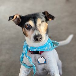 Kindred Spirit Pet Care - Sparky , our resident dog has an attitude that helps overcome all obstacles