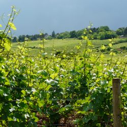 Domaine de Cromey - In the Vineyards at Cromey