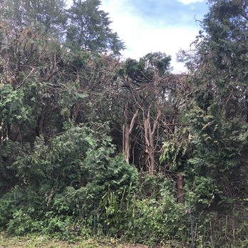 Treeland Associates - Uneven job, looks like a tornado came through my bushes. - Tree Services Near Me - Feeding Hills, Massachusetts
