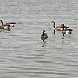 Folsom Point
