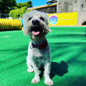 Dog Club Miami - Pet Training Near Me Dog Club Miami - Pet Training Near Me