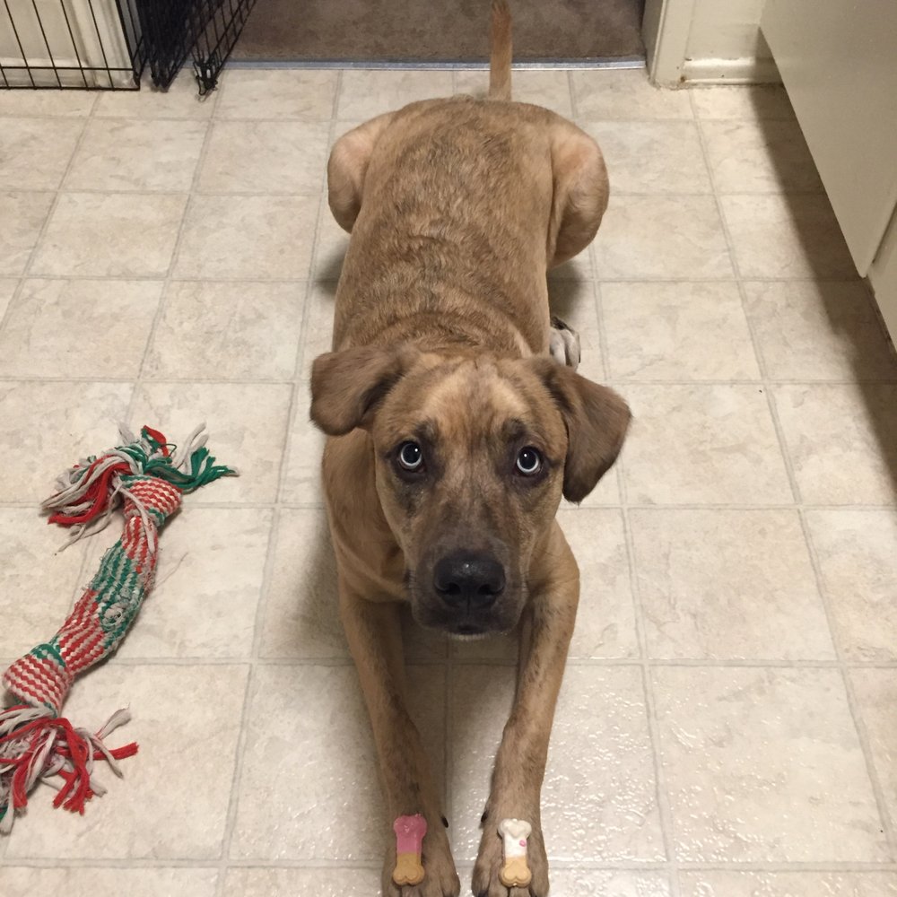 Karma Dog Training - "Leave It" skills on point - Pet Training Near Me - Pasadena, California Karma Dog Training - "Leave It" skills on point - Pet Training Near Me - Pasadena, California