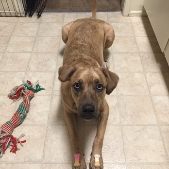 Karma Dog Training - "Leave It" skills on point - Pet Training Near Me - Pasadena, California Karma Dog Training - "Leave It" skills on point - Pet Training Near Me - Pasadena, California