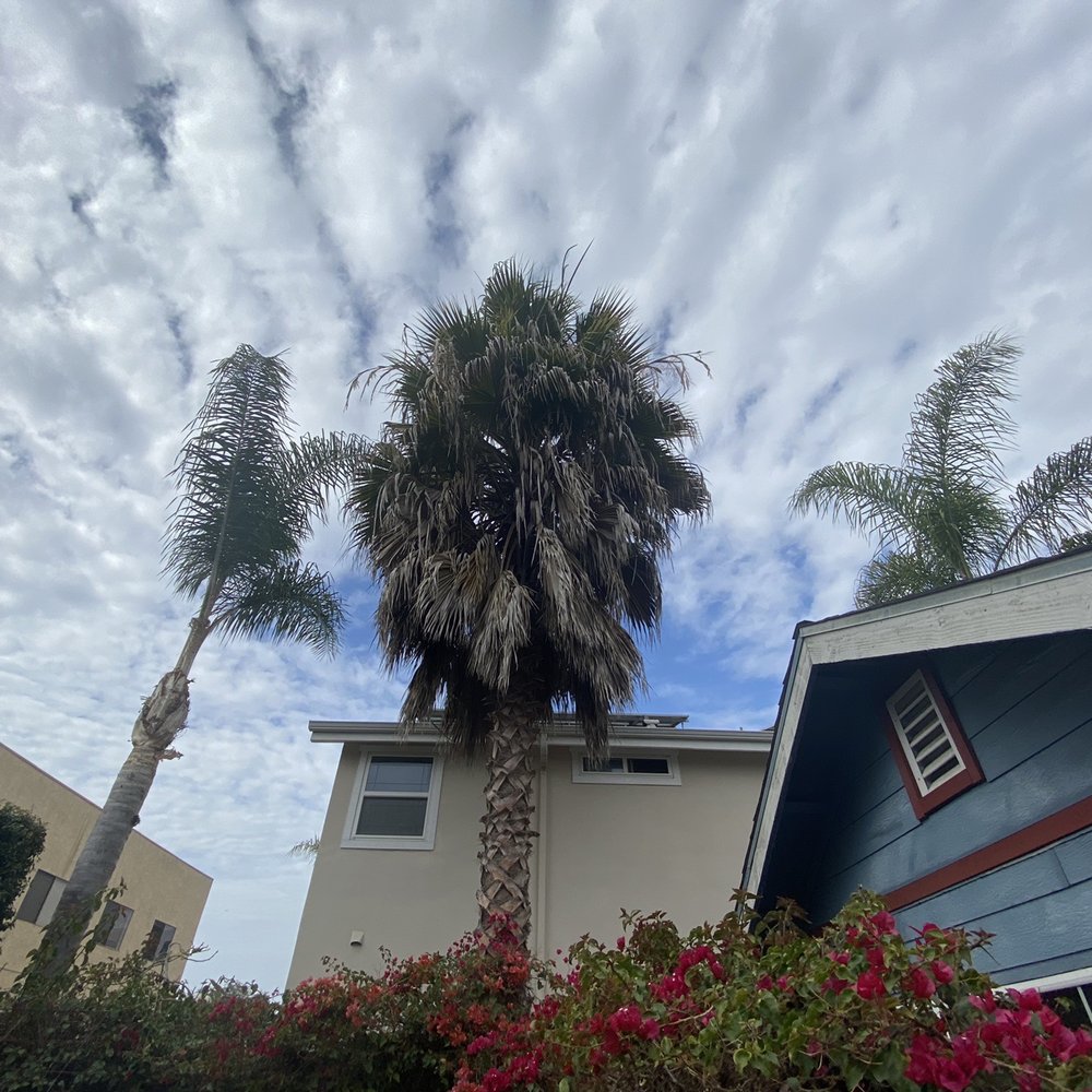 Angel's Tree Service - Before - Tree Services Near Me - Encinitas, California