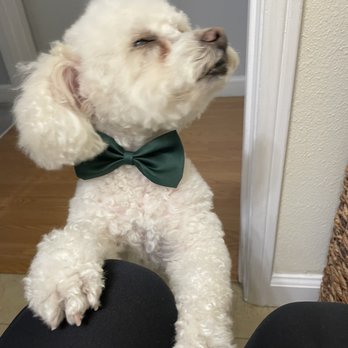 Furr Paradise Hemet - I look fabulous!! - Pet Groomers Near Me - Hemet, California