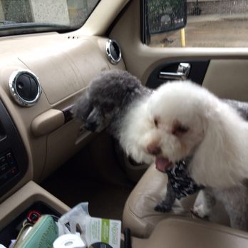 Boarding and Beyond - Male poodle with his mustache. - Pet Groomers Near Me - Aurora, Colorado Boarding and Beyond - Male poodle with his mustache. - Pet Groomers Near Me - Aurora, Colorado
