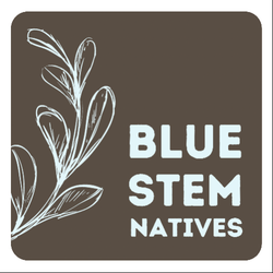 Blue Stem Natives