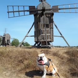 Lerkaka Vaderkvarnar / Windmills - Our late and great Bulldog - may your rest in peace my best friend
