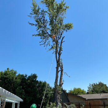 Yosca - Full ServiceTree Care - Tree Services Near Me