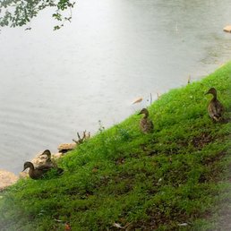 Arsenal park duckies. Arsenal park duckies.