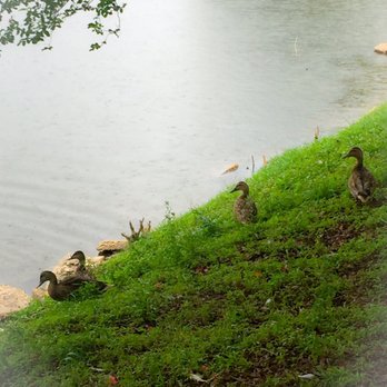 Arsenal Park - Arsenal park duckies. - Parks Near Me - Baton Rouge, Louisiana Arsenal Park - Arsenal park duckies. - Parks Near Me - Baton Rouge, Louisiana