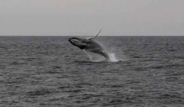 Newburyport Whale Watch by null