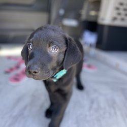 Pet Hustle - Regal heading to the east coast for puppy training