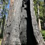 Photo of Premium Firewood