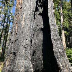 Premium Firewood - Big basin redwoods