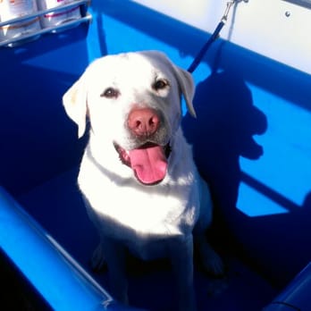 The Pooch Mobile - Sully - Pet Groomers Near Me - Parker, Colorado The Pooch Mobile - Sully - Pet Groomers Near Me - Parker, Colorado