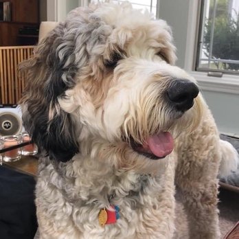 Barks Bed And Biscuit - Pet Groomers Near Me - Denville, New Jersey