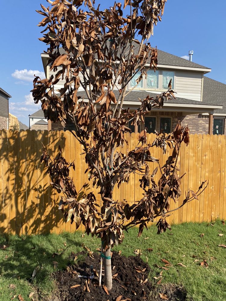 RR LANDSCAPING Updated October 2024 Pflugerville, Texas Lawn