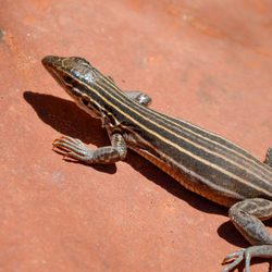 Slide Rock State Park - Six-lined Racerunner