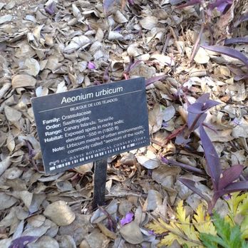 UC Davis Picnic Day - Native flowers and plants all over the campus. - Festivals Near Me - Davis, California