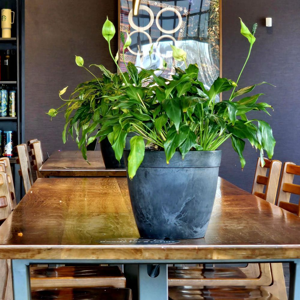Starbucks - Coffee & Tea Near Me - Plainview, New York Starbucks - Coffee & Tea Near Me - Plainview, New York