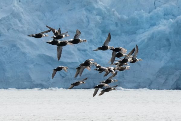 Lindblad Expeditions by null