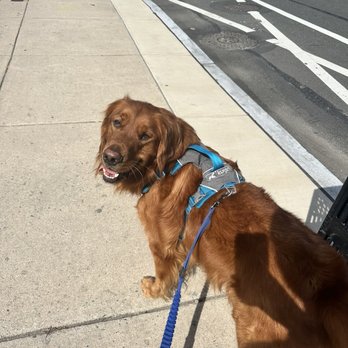 New Tricks Old Dog - Sully - Dog Walkers Near Me New Tricks Old Dog - Sully - Dog Walkers Near Me