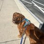 Photo of New Tricks Old Dog