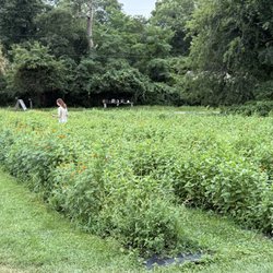 Ghost Island Farm - Someone cutting flowers