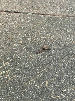 Del Prado at Texas Star Apartments