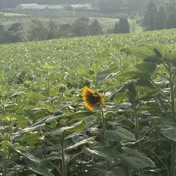 Yenser Tree Farm