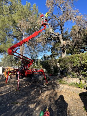 Tree Removal, Clean up & Haul - This tree was nicely removed from our expert workers! Tree Removal, Clean up & Haul - This tree was nicely removed from our expert workers!