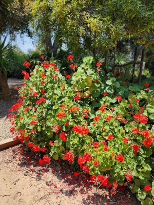 Elysian Park Trail by null