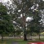 Buchmiller Park