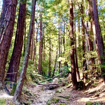 Huddart County Park - So many hidden views like this one! - Parks Near Me - Woodside, California Huddart County Park - So many hidden views like this one! - Parks Near Me - Woodside, California