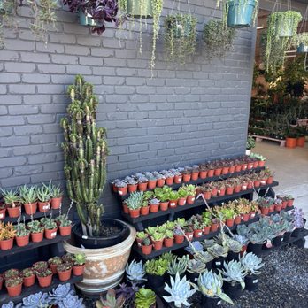 Terra Bella Nursery - Nurseries & Gardening Near Me - Del Mar, California Terra Bella Nursery - Nurseries & Gardening Near Me - Del Mar, California