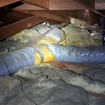 The Critter Trapper - raccoon nesting my attic he got them out in under 30 minutes! truly amazing - Wildlife Control Near Me The Critter Trapper - raccoon nesting my attic he got them out in under 30 minutes! truly amazing - Wildlife Control Near Me