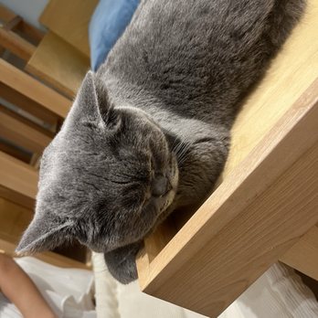 Cat Café MOFF - Themed Cafes Near Me - Honolulu, Hawaii Cat Café MOFF - Themed Cafes Near Me - Honolulu, Hawaii